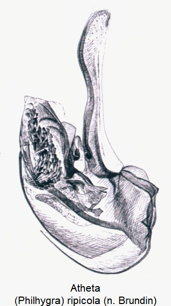 atheta_-philhygra-_ripicola.gif