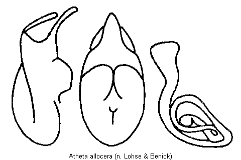 atheta_allocera.gif
