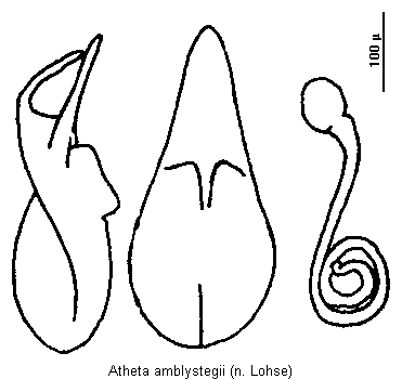 atheta_amblystegii.gif