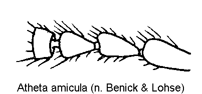 atheta_amicula_f.gif
