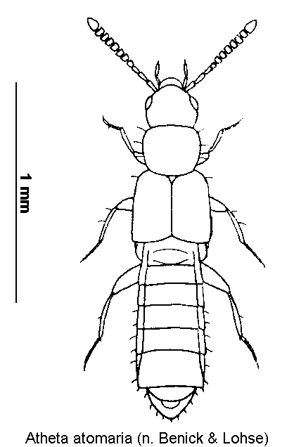 atheta_atomaria_hab.gif