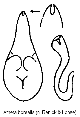 atheta_boreella.gif