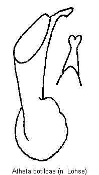 atheta_botildae.gif