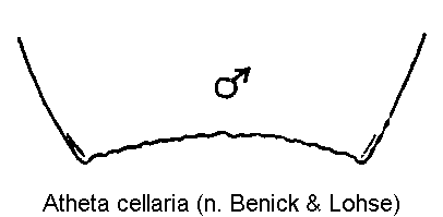 atheta_cellaria_ter.gif