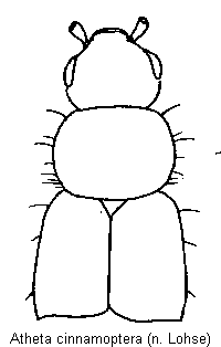 atheta_cinnamoptera_vk.gif