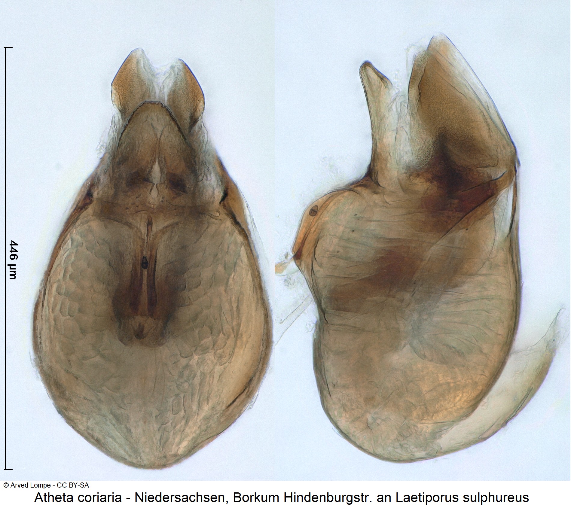 atheta_coriaria_ck33142638.jpg