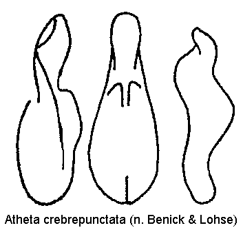 atheta_crebrepunctata.gif