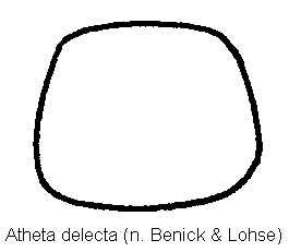 atheta_delecta_hsch.gif