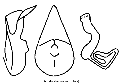 atheta_ebenina.gif