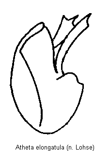 atheta_elongatula.gif