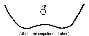 atheta_episcopalis_tergit.gif
