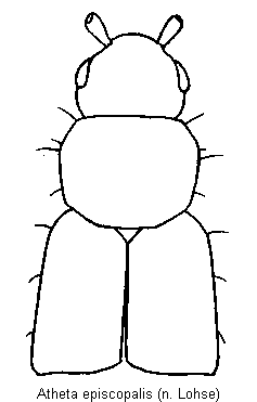 atheta_episcopalis_vk.gif