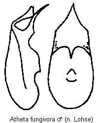 atheta_fungivora.gif