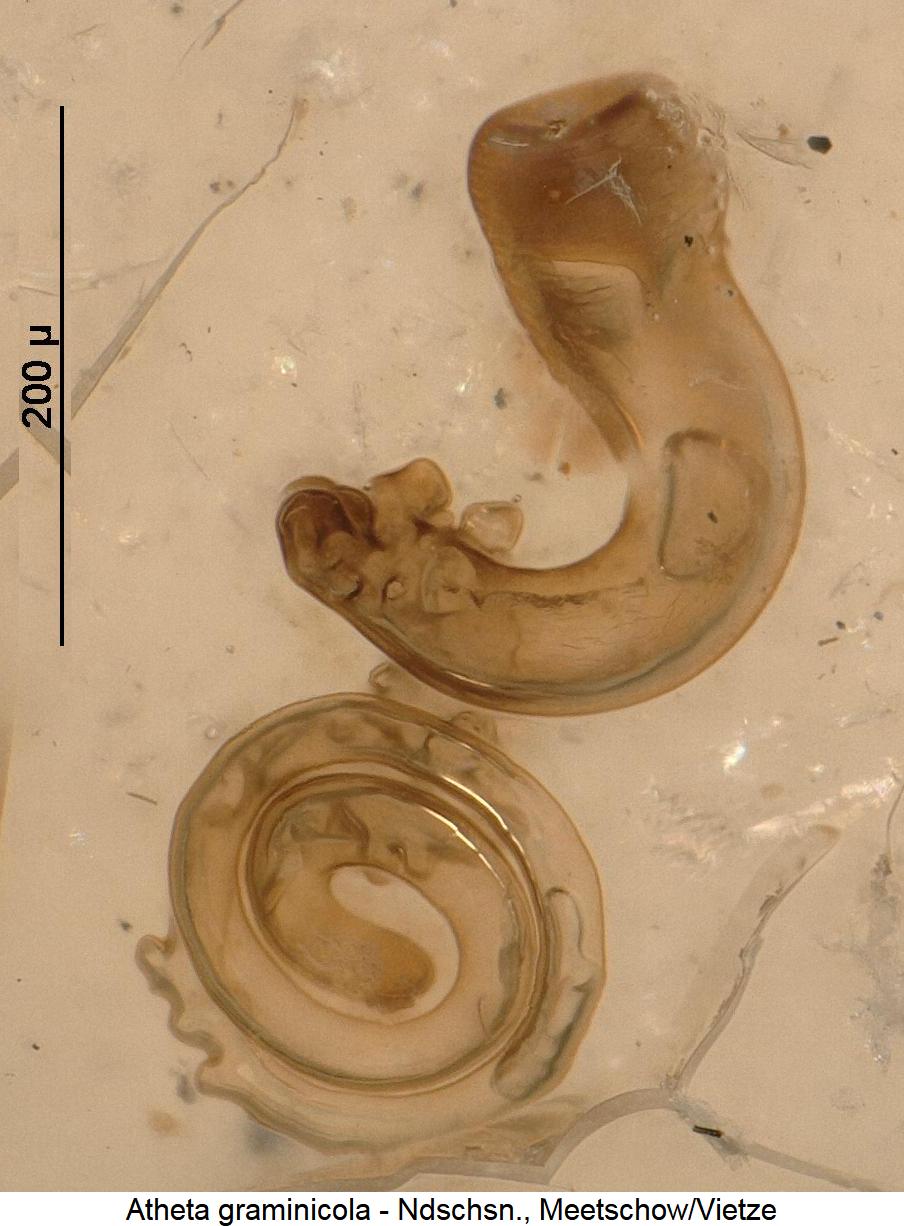 atheta_graminicola_sperm1.jpg