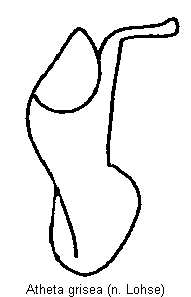 atheta_grisea.gif
