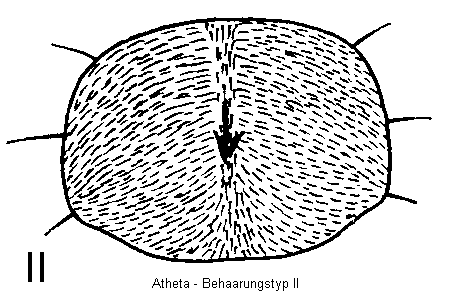 atheta_htypii.gif