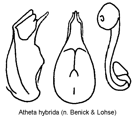 atheta_hybrida.gif