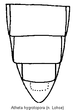 atheta_hygrotopora_hlb.gif