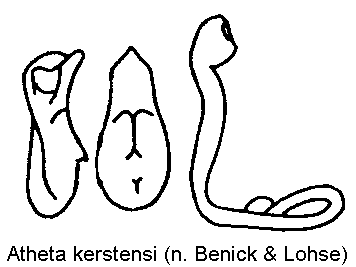 atheta_kerstensi.gif