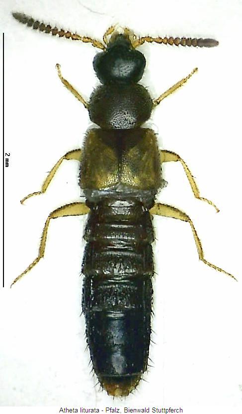 atheta_liturata_hab.jpg