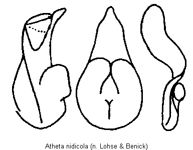 atheta_nidicola.gif