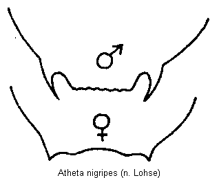 atheta_nigripes_tergit.gif
