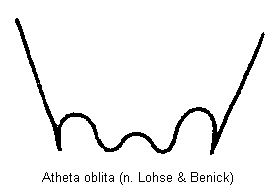 atheta_oblita_ter.gif