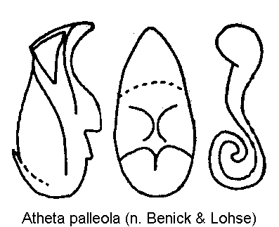atheta_palleola.gif