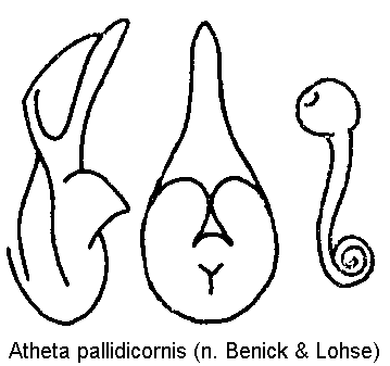 atheta_pallidicornis.gif