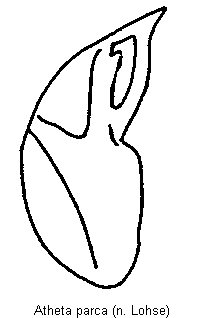 atheta_parca.gif