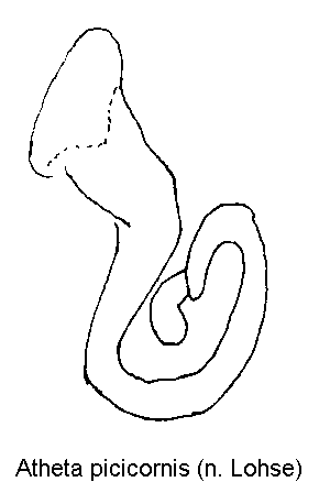 atheta_picicornis_sperm.gif
