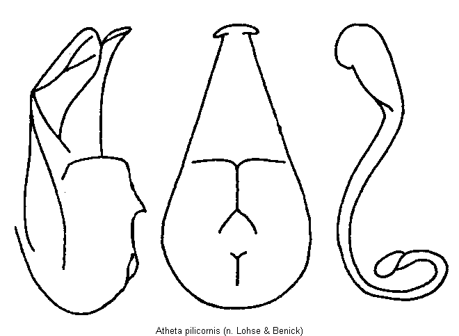 atheta_pilicornis.gif