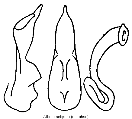 atheta_setigera.gif