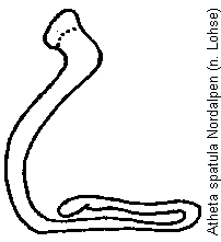 atheta_spatula_sperm2.gif