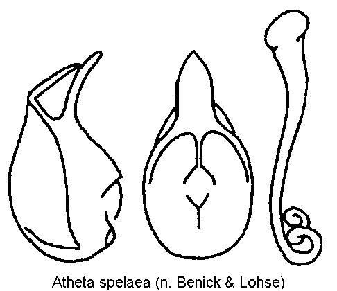 atheta_spelaea.gif