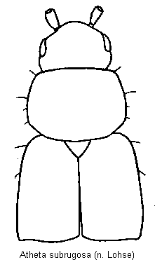 atheta_subrugosa_vk.gif