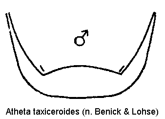 atheta_taxiceroides_ter.gif