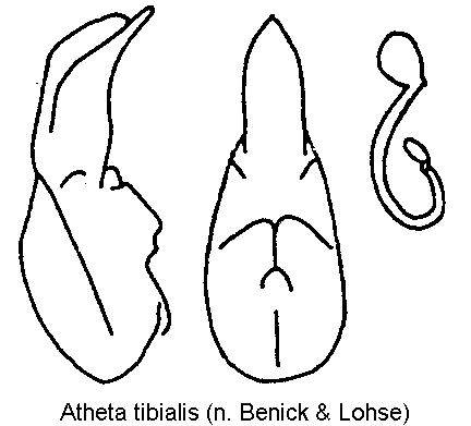 atheta_tibialis.gif