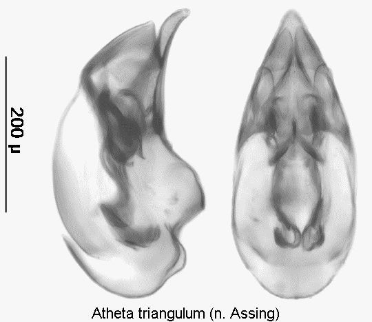 atheta_triangulum1.gif