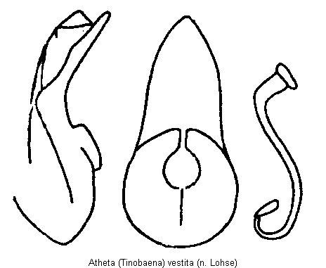 atheta_vestita.gif