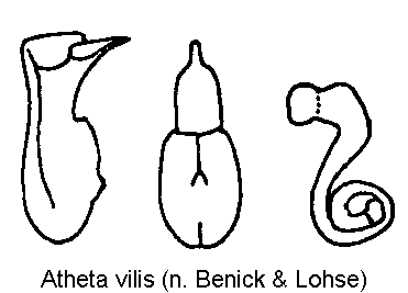 atheta_vilis.gif