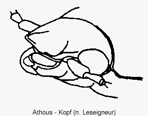 athous_k.gif