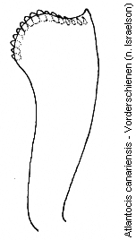 atlantocis_canariensis_vschn.gif