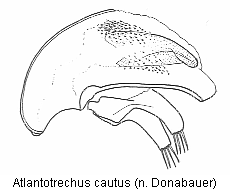 atlantotrechus_cautus.gif