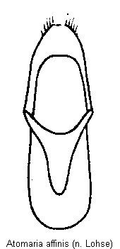 atomaria_affinis.gif
