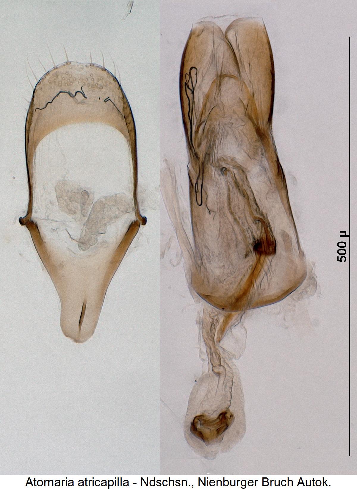 atomaria_atricapilla.jpg