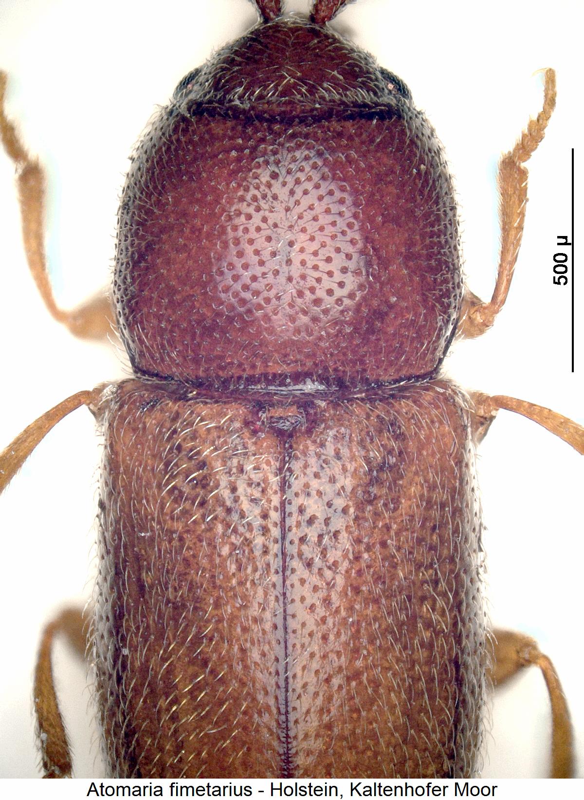 atomaria_fimetarius_vk.jpg