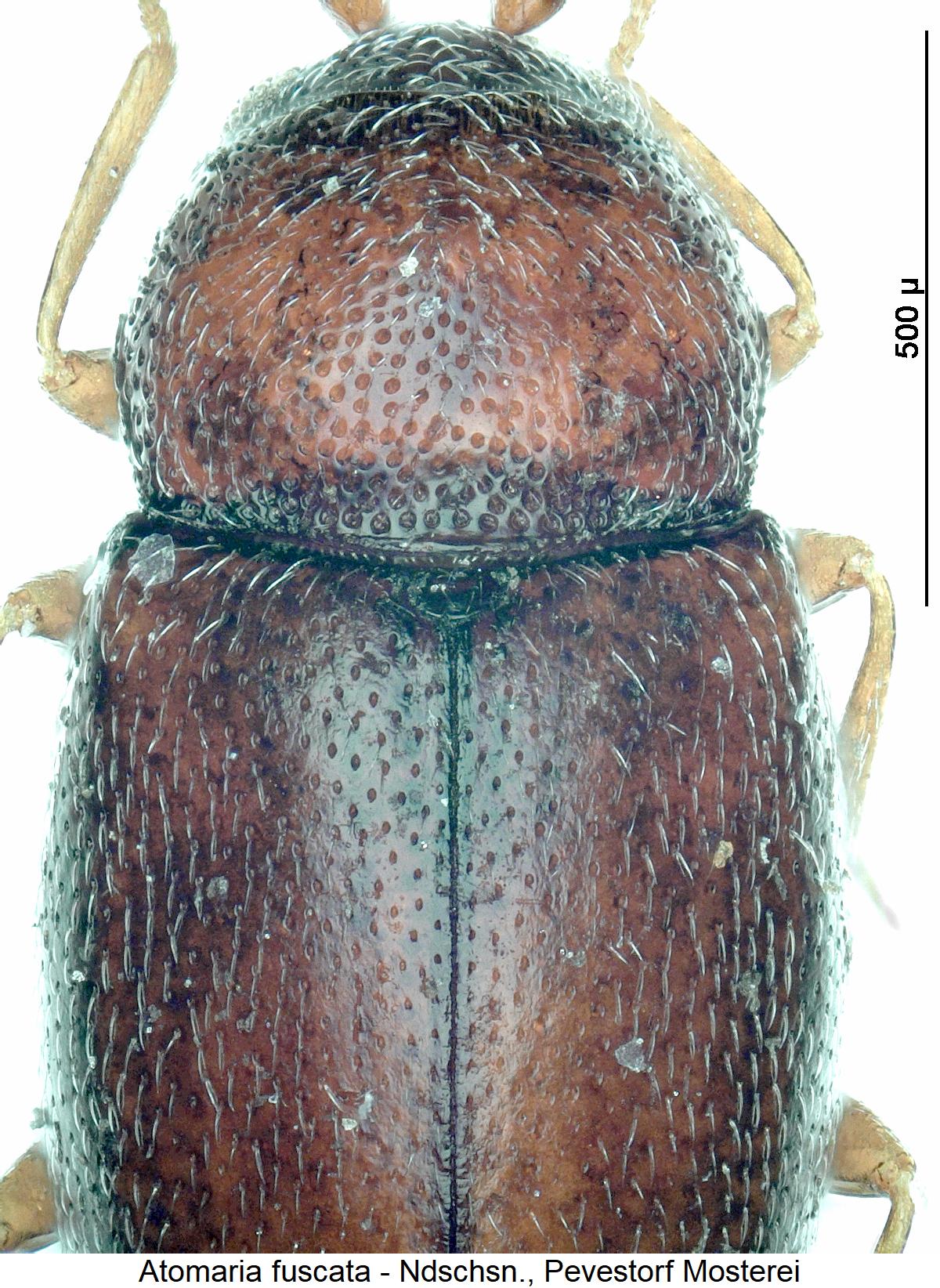 atomaria_fuscata_vk.jpg