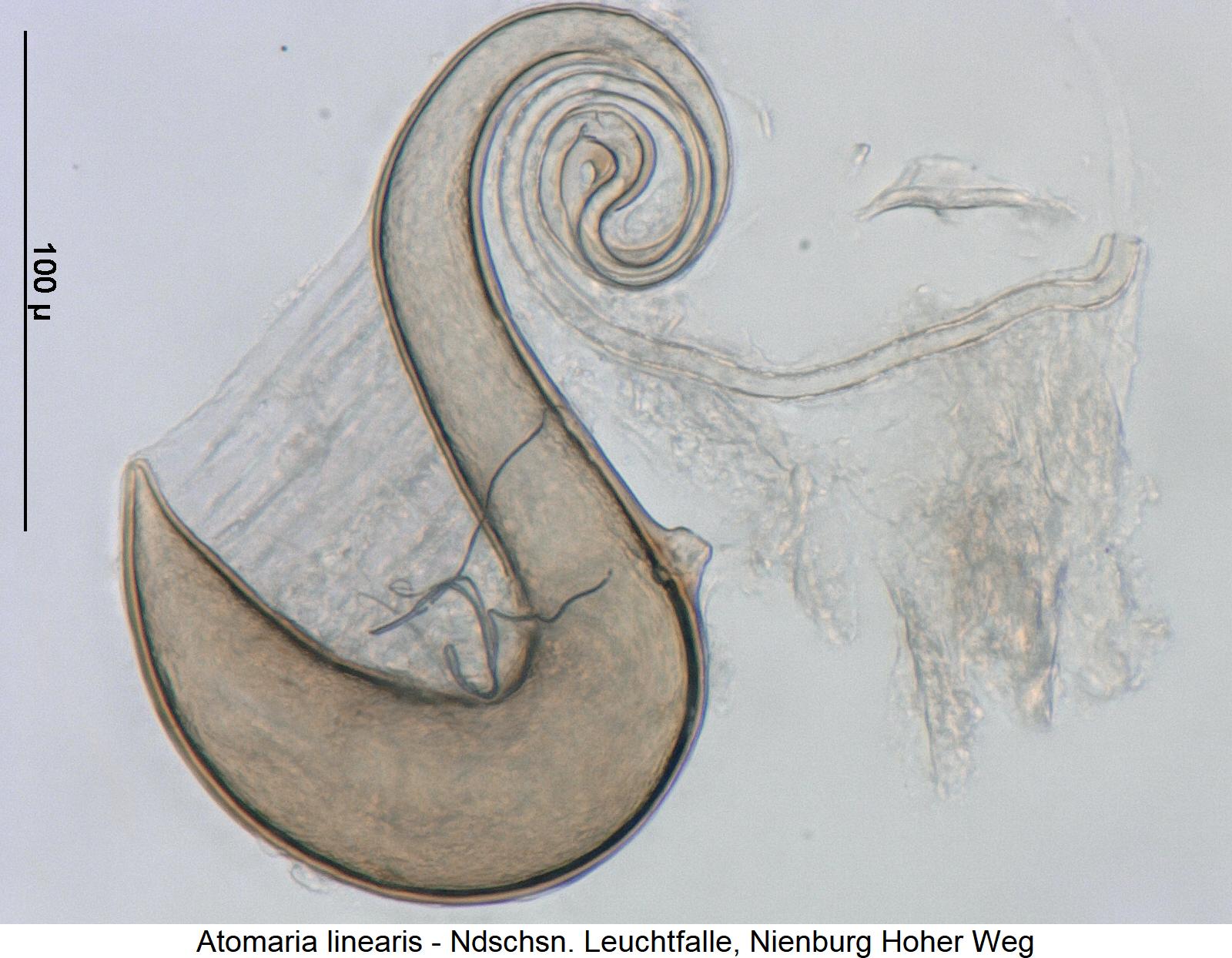 atomaria_linearis_sperm.jpg