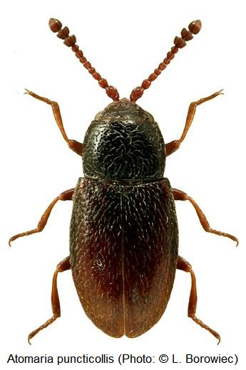 atomaria_puncticollis_hab.jpg